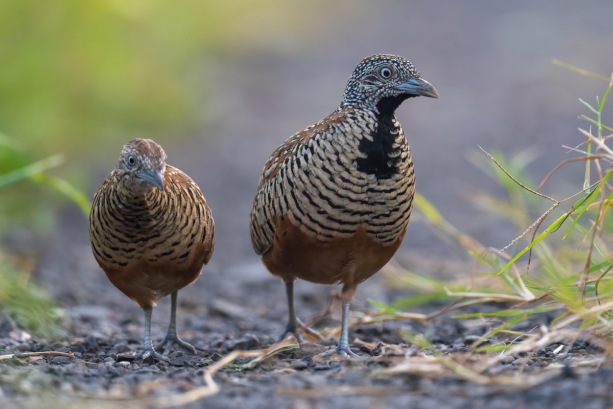 Barred Buttonquail - ML483528231