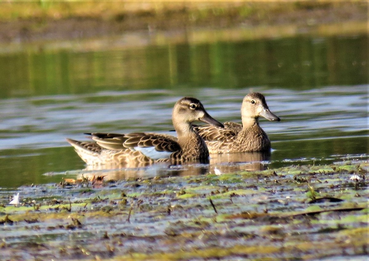 Blue-winged Teal - ML483531151