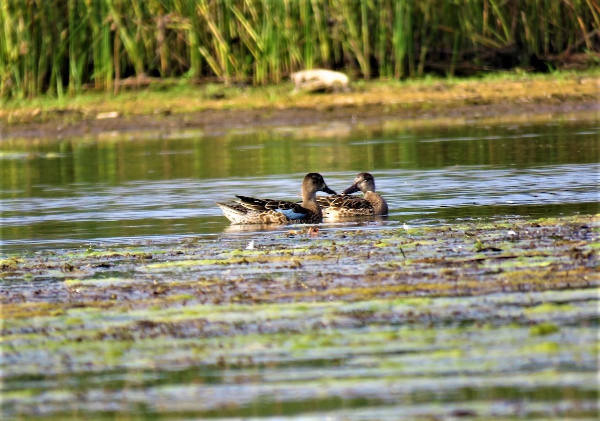 Blue-winged Teal - ML483531171
