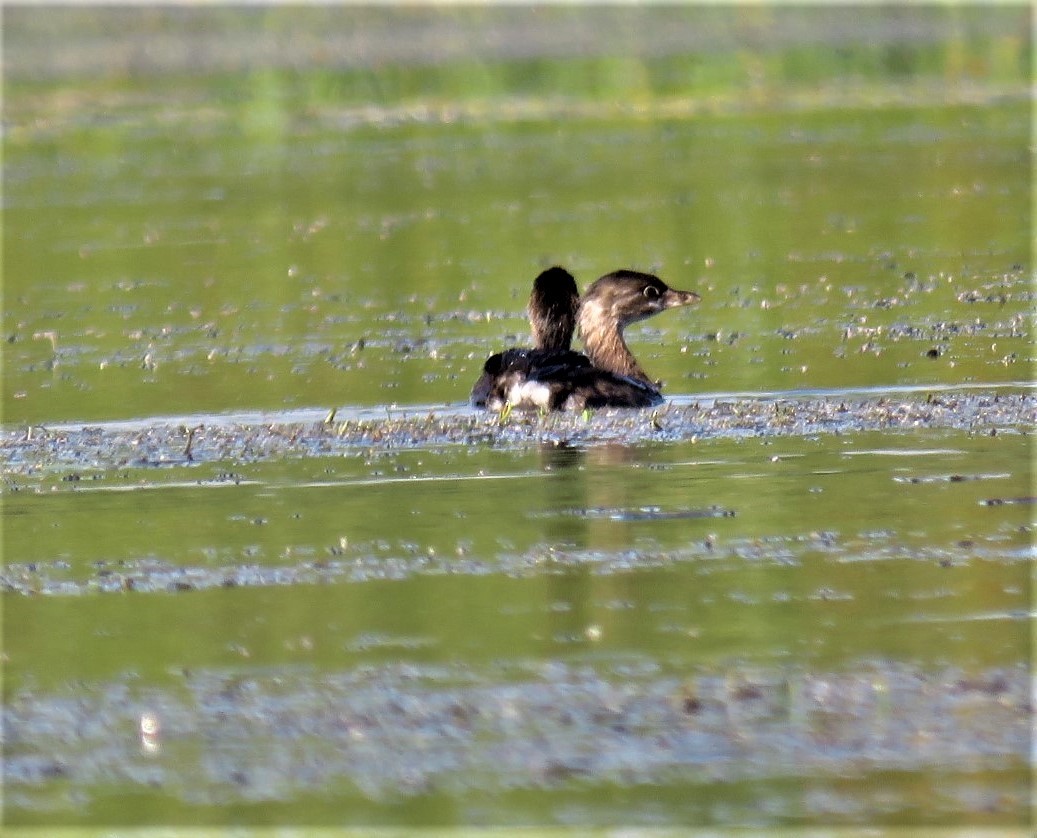Pied-billed Grebe - ML483531241