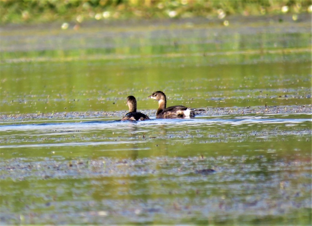 Pied-billed Grebe - ML483531251