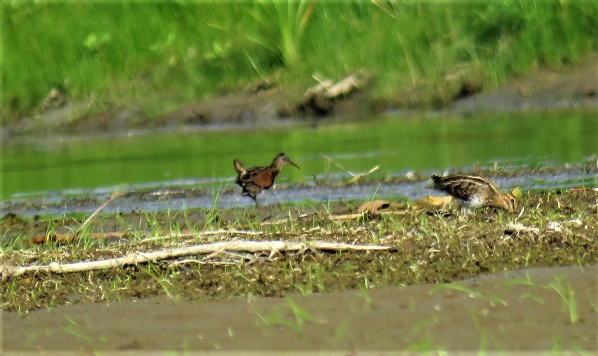 Virginia Rail - ML483531281