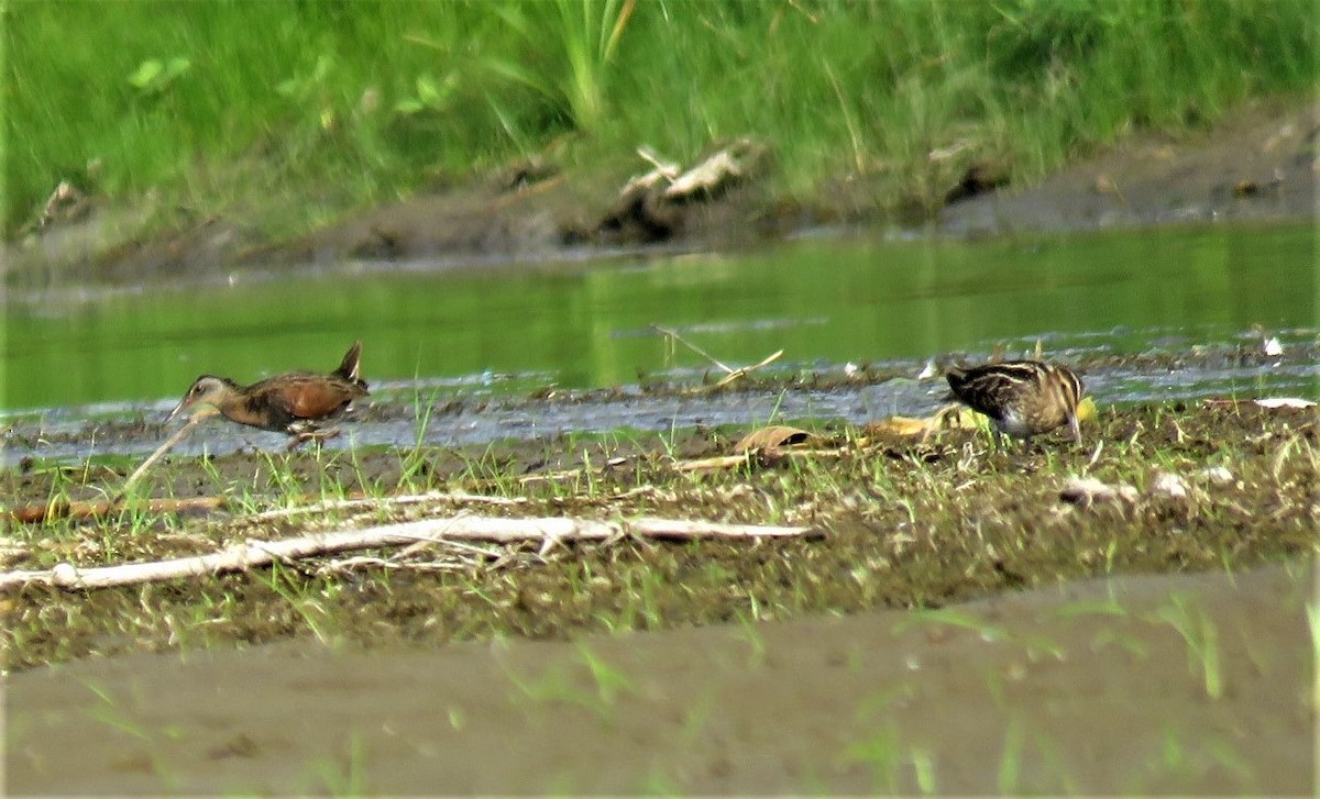 Virginia Rail - ML483531301