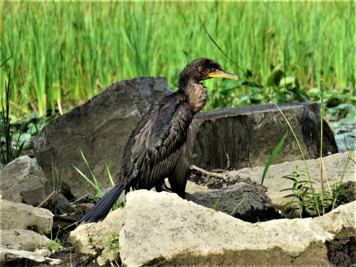 Double-crested Cormorant - ML483531651