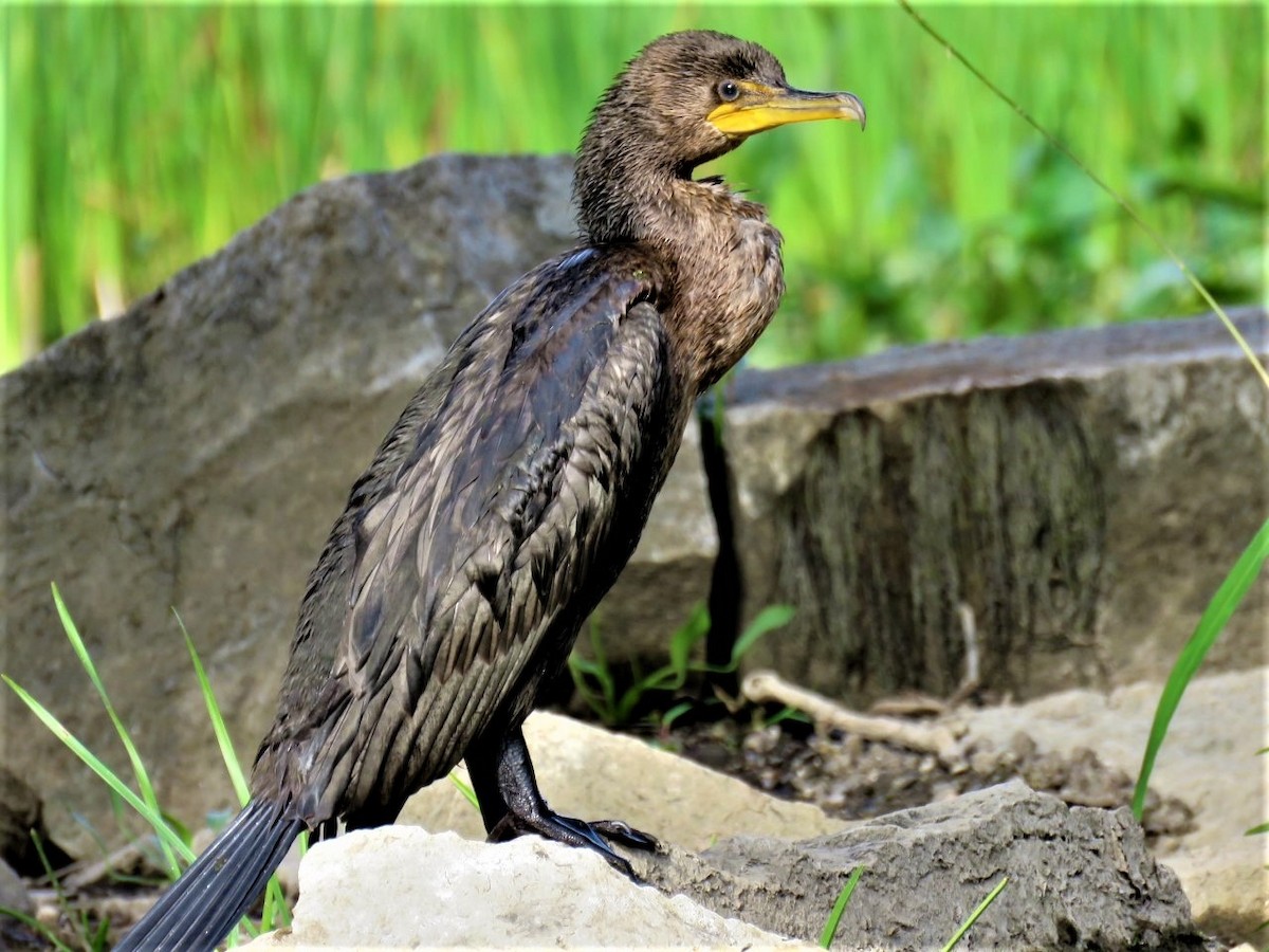Double-crested Cormorant - ML483531661