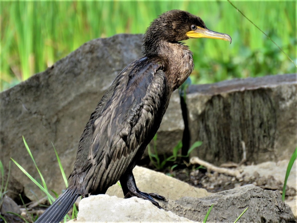 Double-crested Cormorant - ML483531671