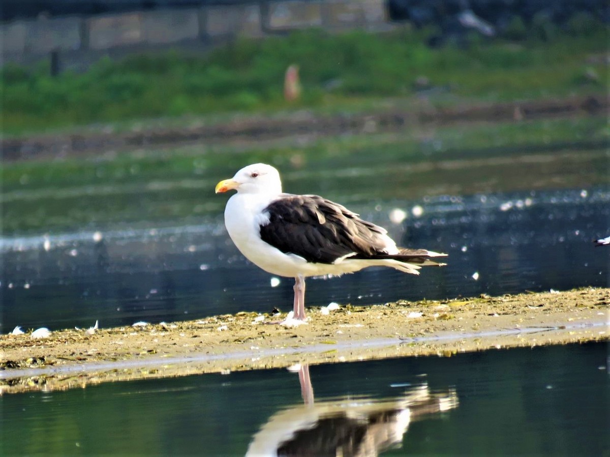 Great Black-backed Gull - ML483531771