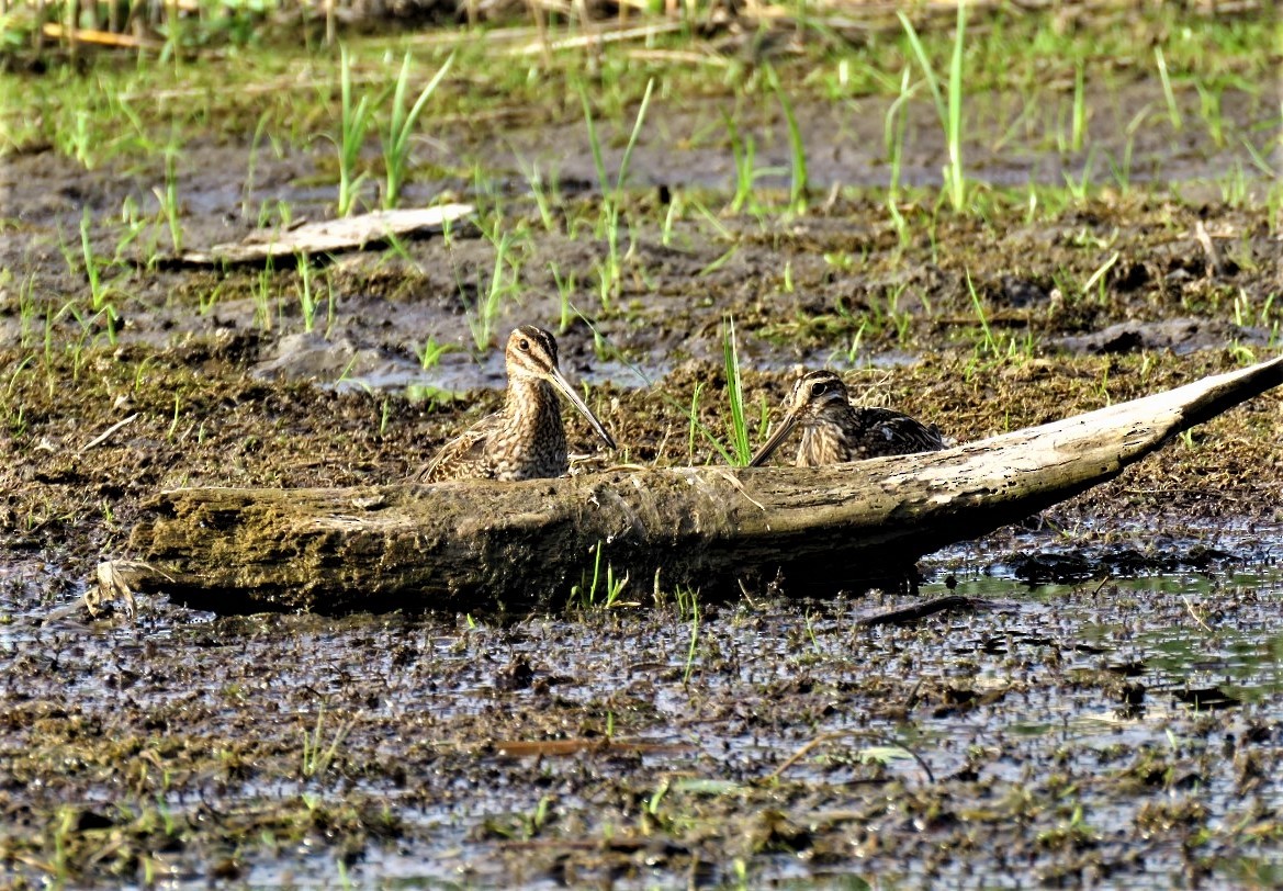 Wilson's Snipe - ML483532151