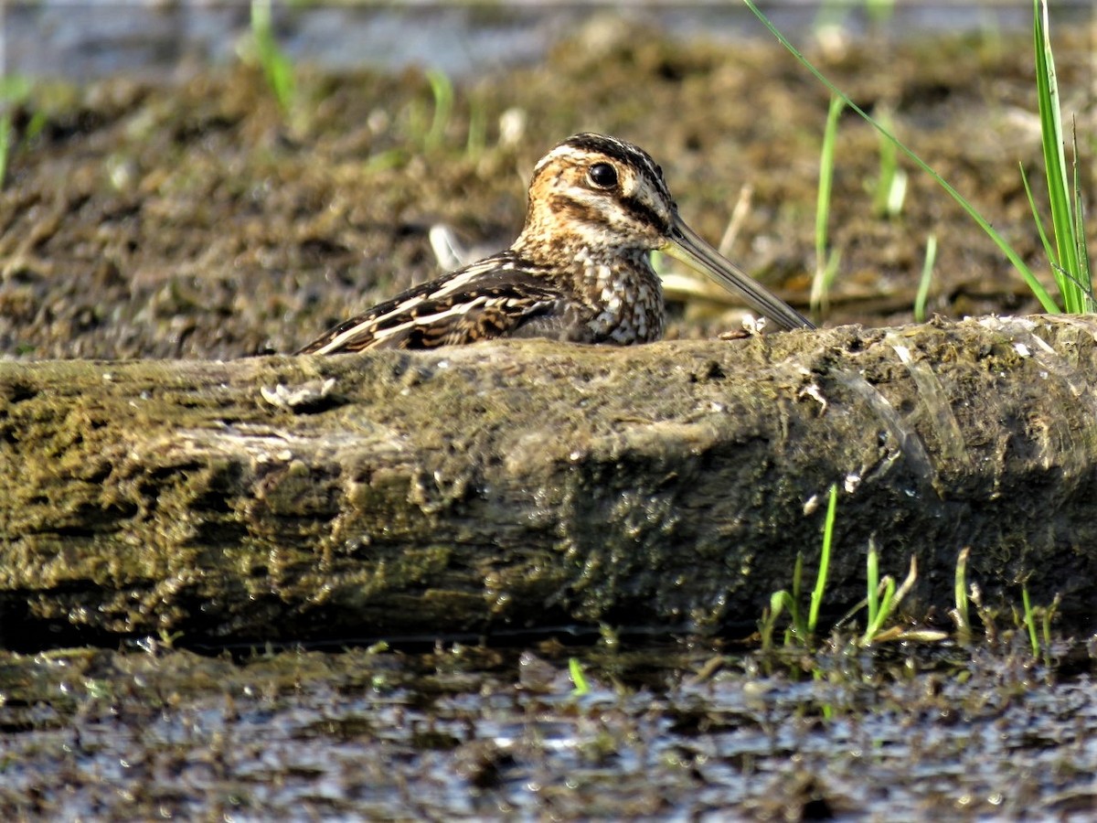 Wilson's Snipe - ML483532161