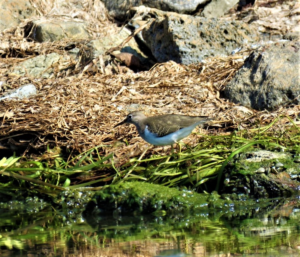 Spotted Sandpiper - ML483532191