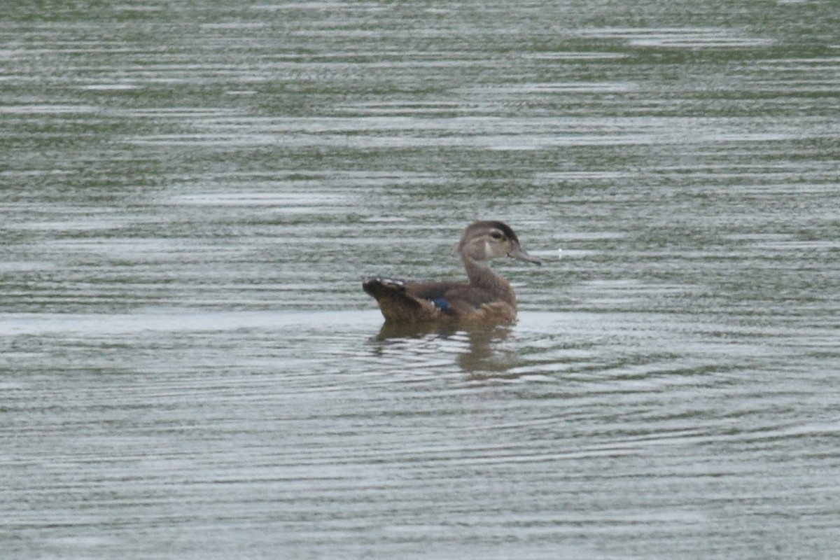 Wood Duck - ML483533331