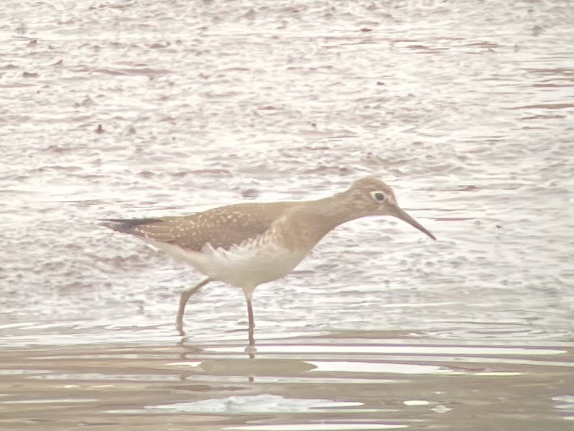 Solitary Sandpiper - ML483534091