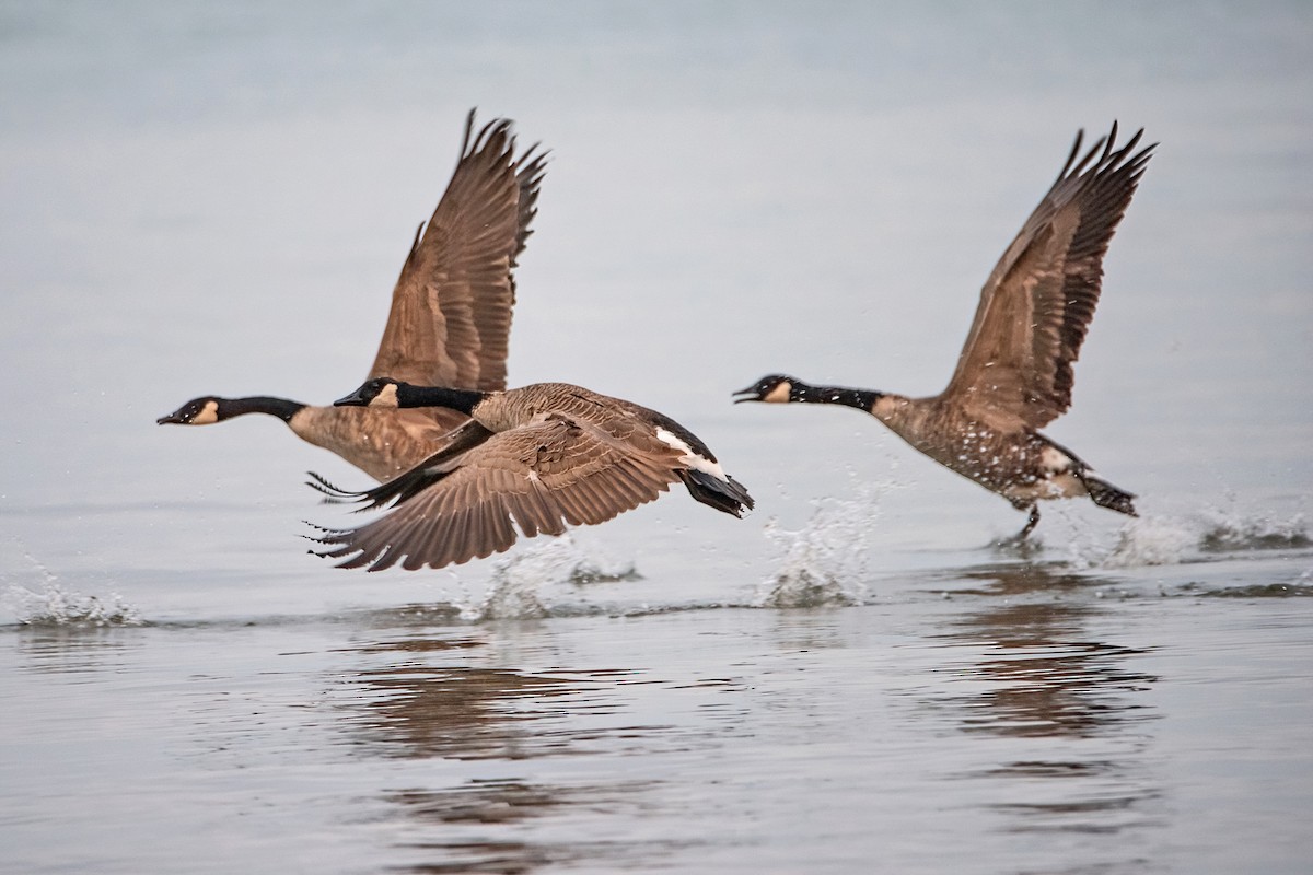 Canada Goose - ML483534781