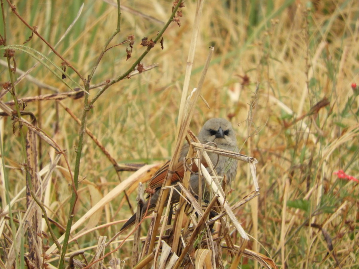 Grayish Baywing - ML483535261