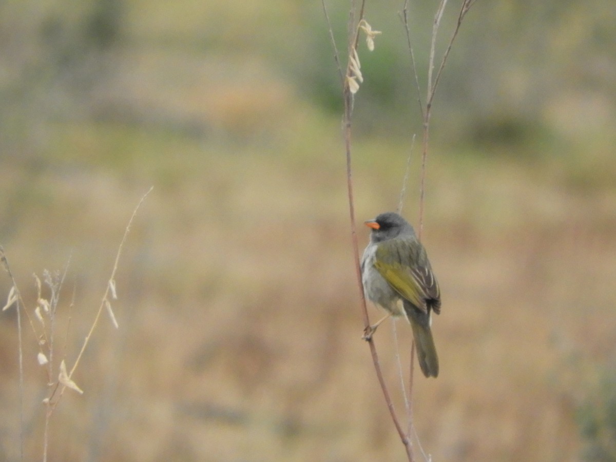 Great Pampa-Finch - ML483535681