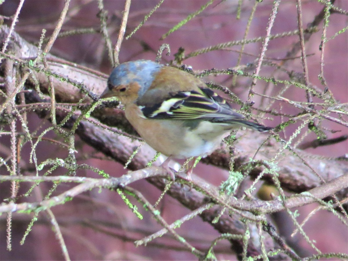 Common Chaffinch - ML483536771