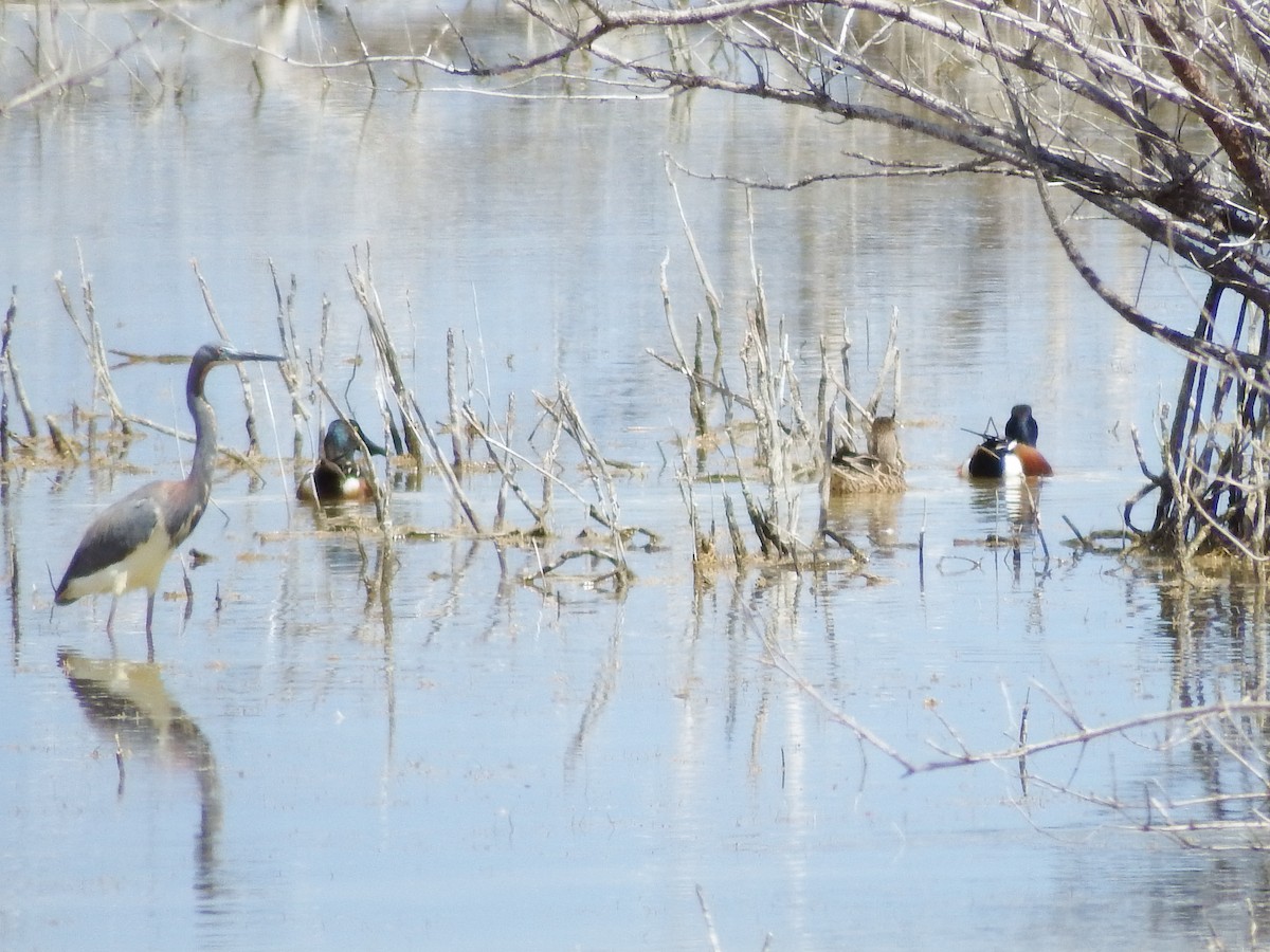 Northern Shoveler - Randolph "Casper" Burrows