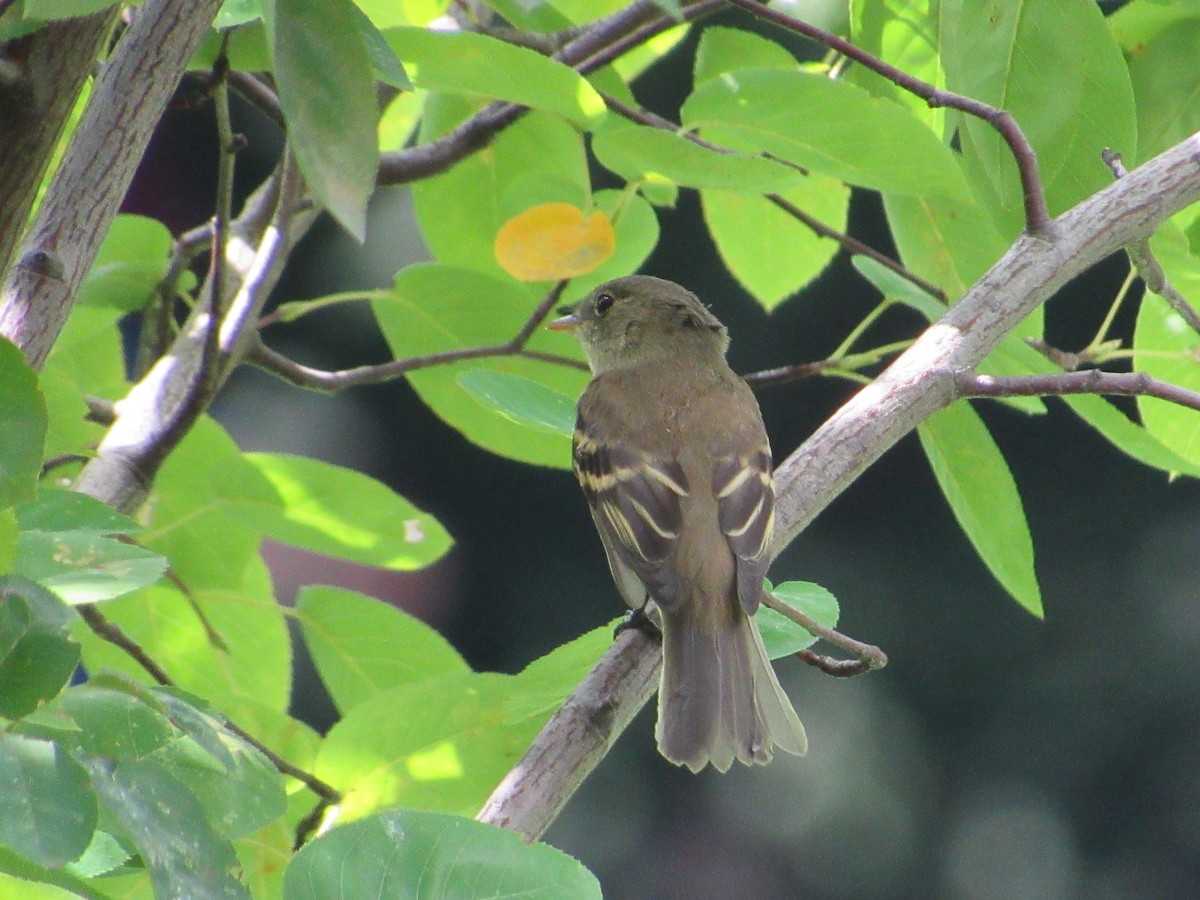 Empidonax sp. - ML483538931
