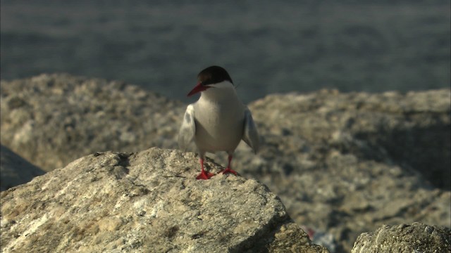 Arctic Tern - ML483540