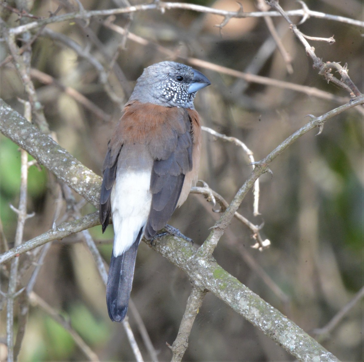 Capuchino Cabecigrís - ML483540721