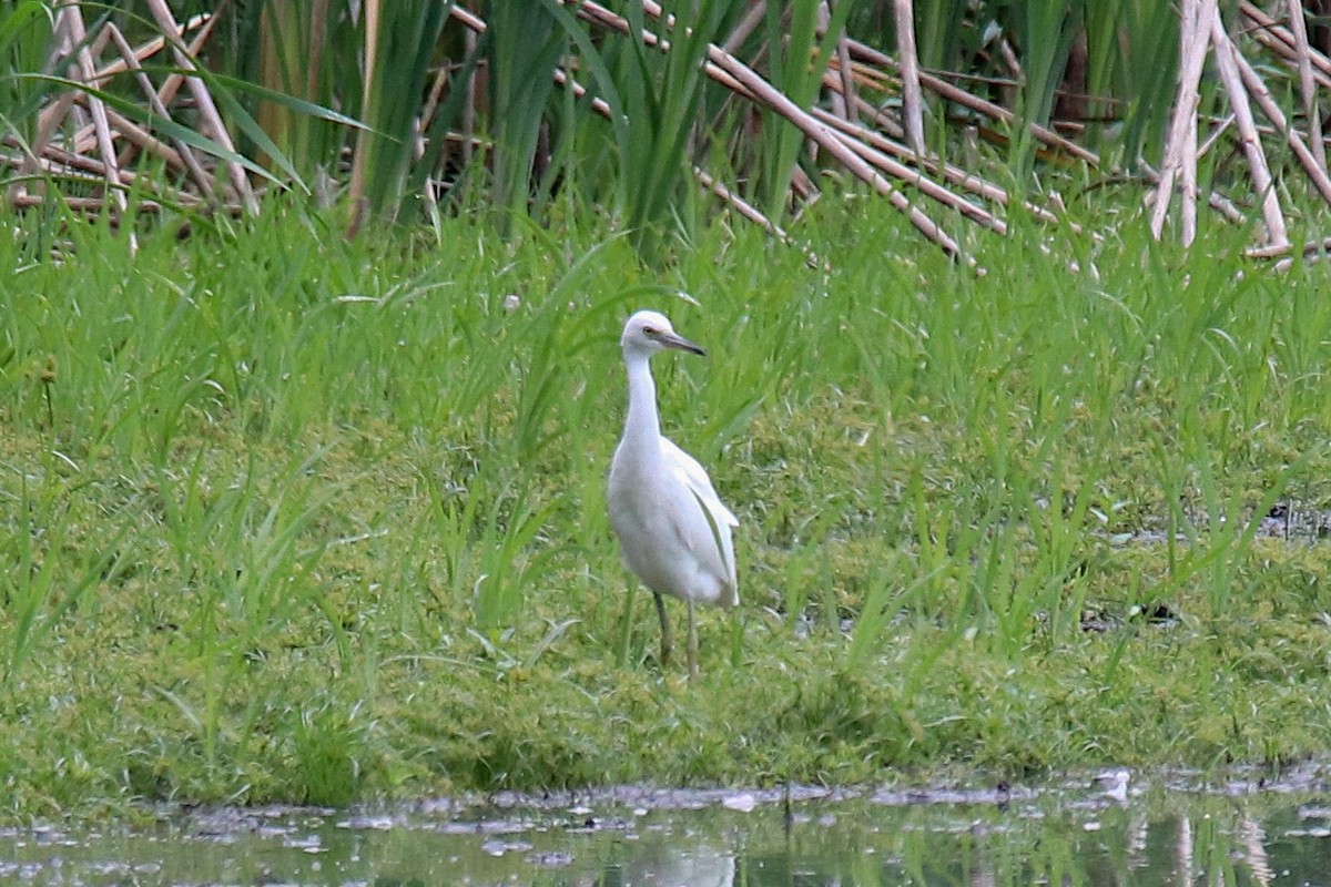 Little Blue Heron - ML483540881