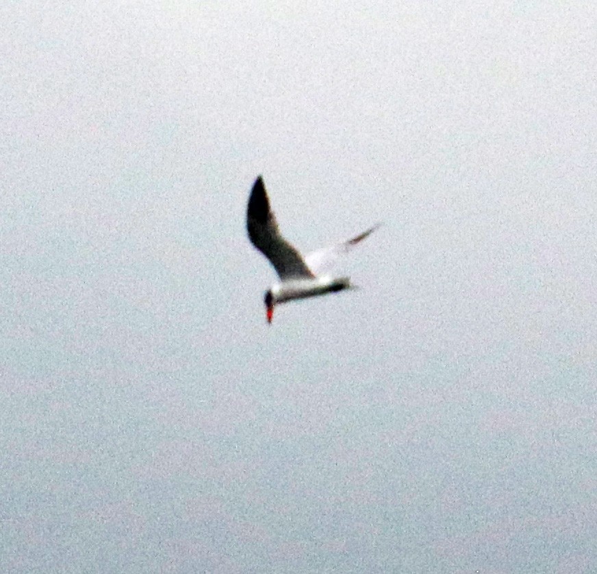 Caspian Tern - ML483541341