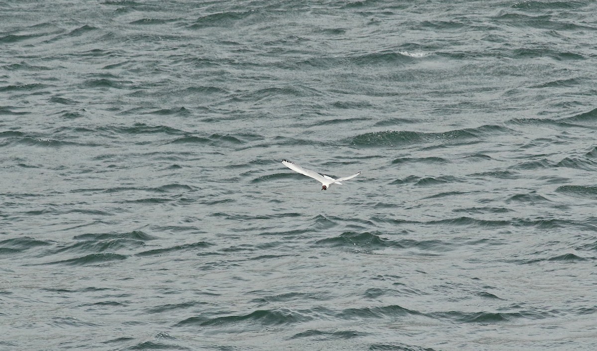 Antxeta mokogorria - ML483542271