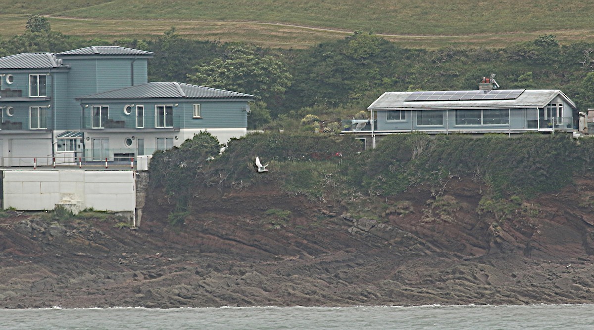 Antxeta mokogorria - ML483542281