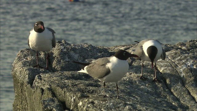 Laughing Gull - ML483544