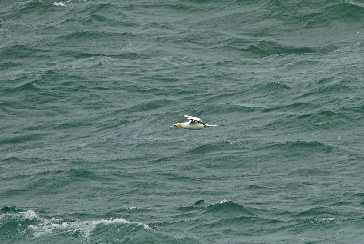 Northern Gannet - ML483544791