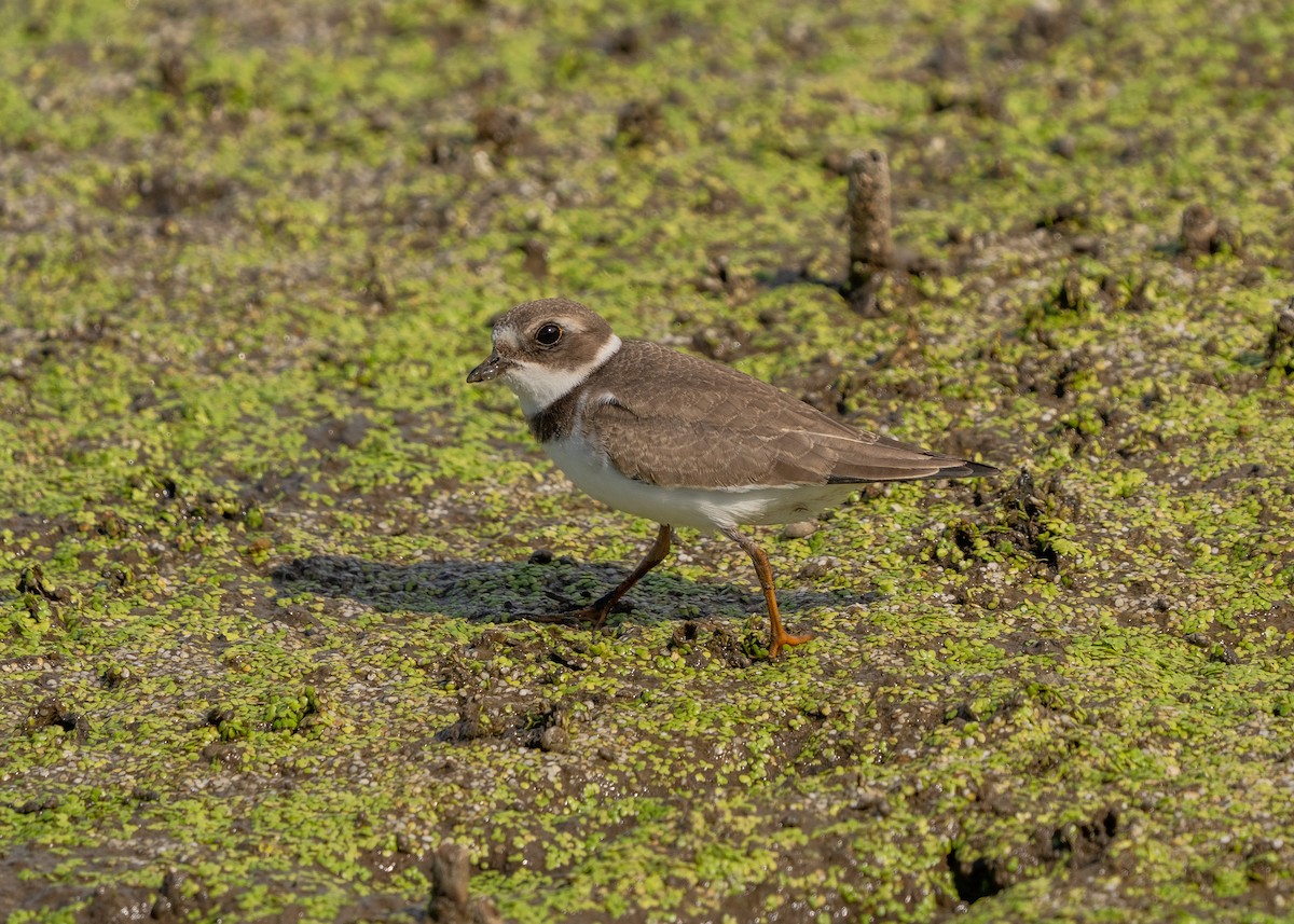 Semipalmated Plover - ML483544811