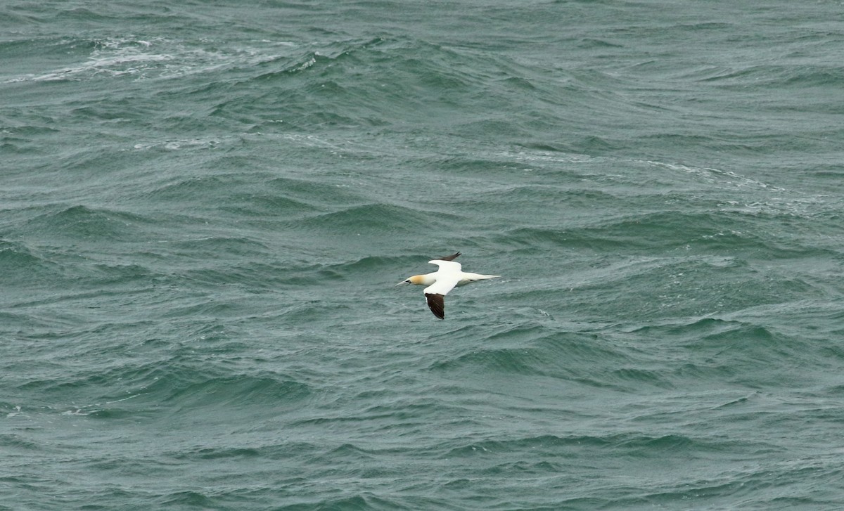 Northern Gannet - ML483544851