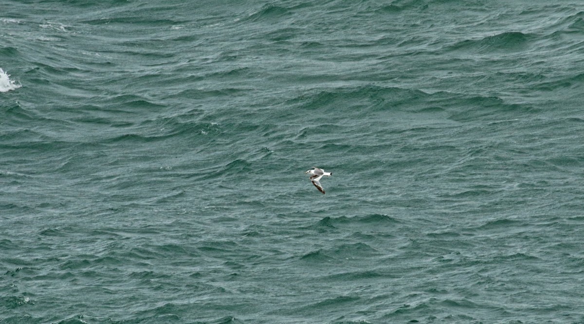 Black-legged Kittiwake - ML483545091
