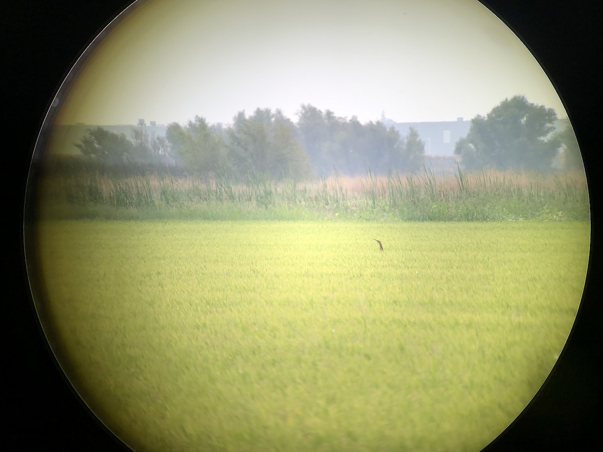 American Bittern - ML483545111