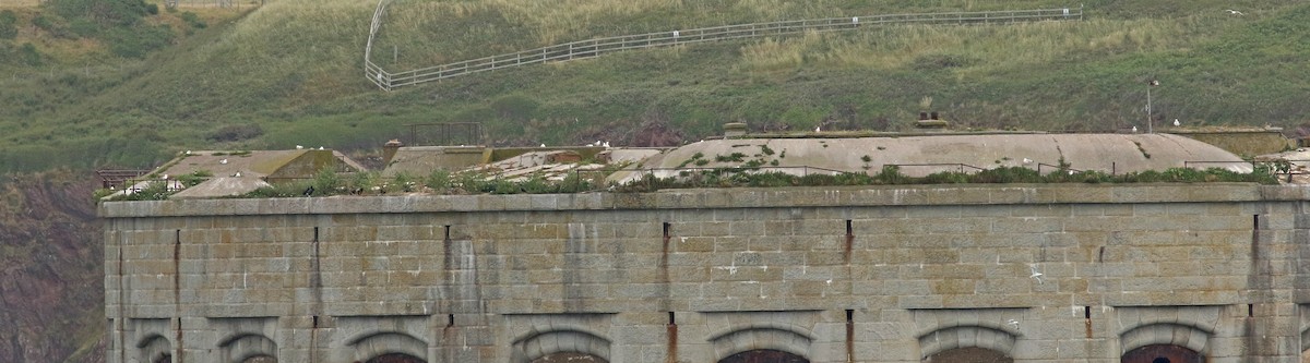 European Herring Gull - ML483545181