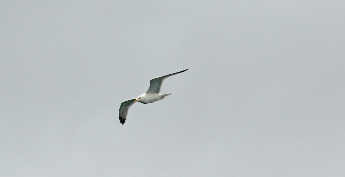 European Herring Gull - ML483545501