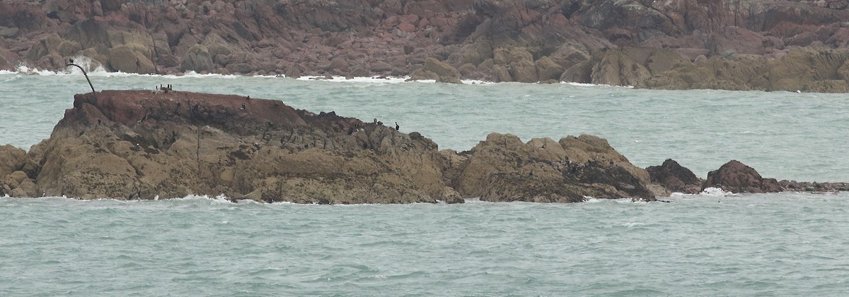 Great Cormorant - ML483545581