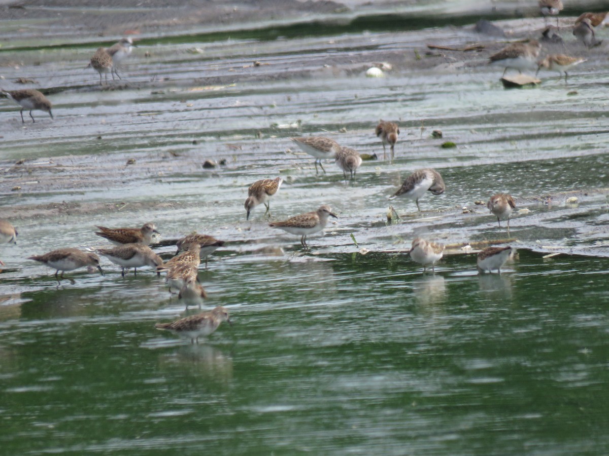 pygmésnipe - ML483546481