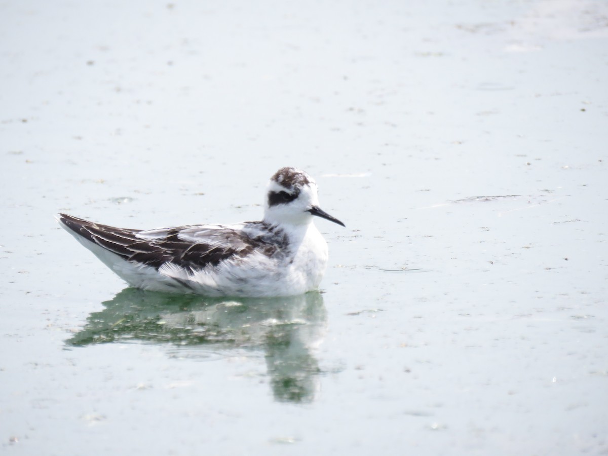 Phalarope à bec étroit - ML483546841