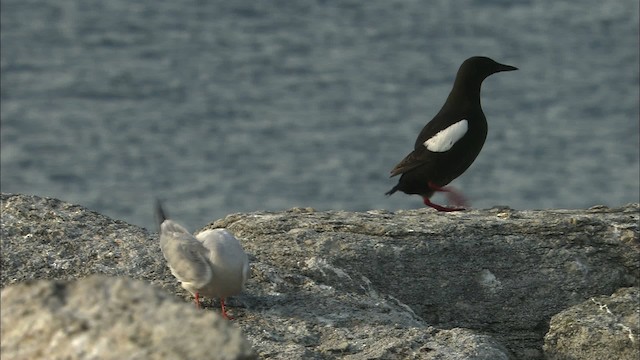 Common Tern - ML483549
