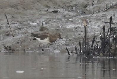 Black Turnstone - ML483549941