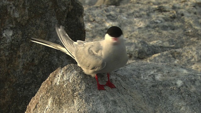 Arctic Tern - ML483550