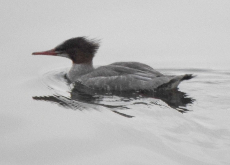 Common Merganser - ML483550951