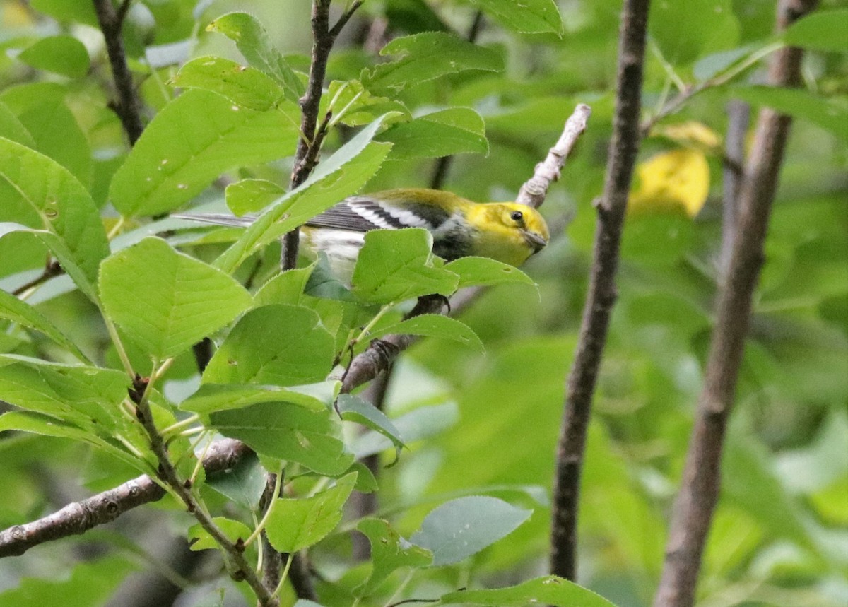 Black-throated Green Warbler - Kate Schnurr
