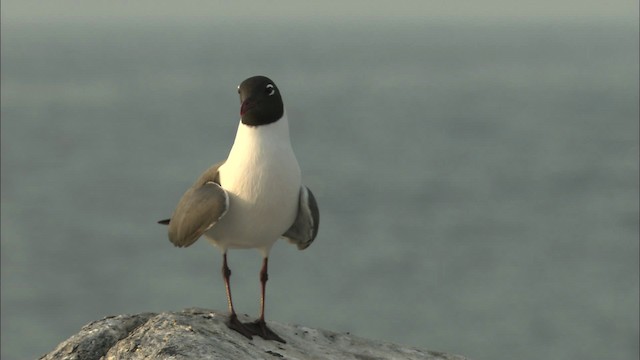 Laughing Gull - ML483552