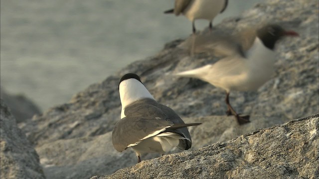 Laughing Gull - ML483553