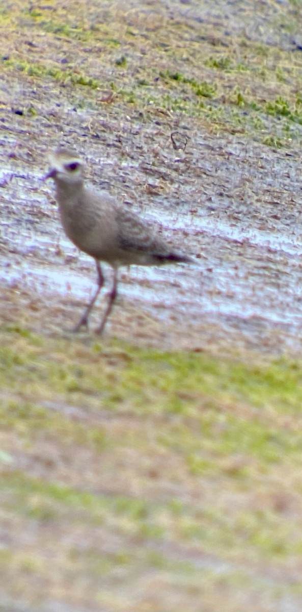 American Golden-Plover - ML483553691