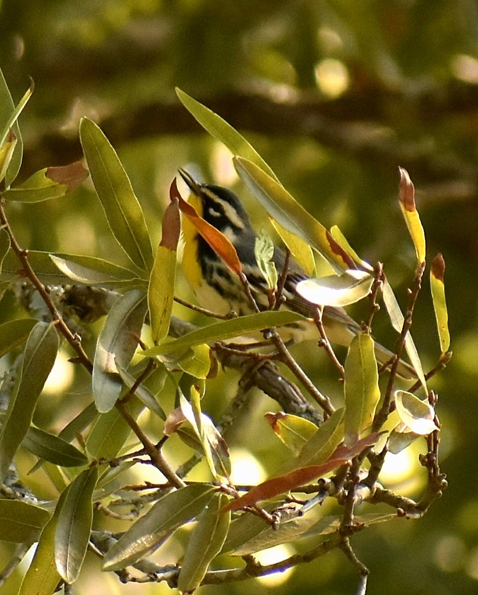 Yellow-throated Warbler - ML483553741