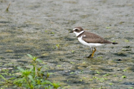 Semipalmated Plover - ML483554421