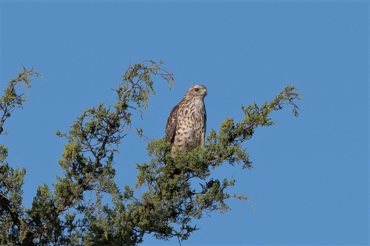 Rotschulterbussard [lineatus-Gruppe] - ML483555841